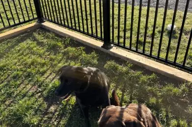 Premium overnight site with dog run